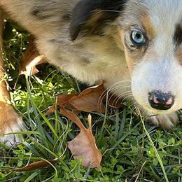 Australian Shepherds from Brashear’s Mini Aussies