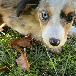 Australian Shepherds from Brashear’s Mini Aussies