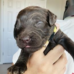 Yellow - female Golden Mountain Doodle puppy in Leander, Texas from Olive Grove Doodles