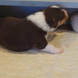 Oscar - Red tri-color male Australian Shepherd puppy in Cape Girardeau, Missouri from Promise Keeper Kennel