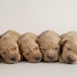 Male 4 - Red male Australian Labradoodle puppy in Londonderry, New Hampshire from Granite State Labradoodles