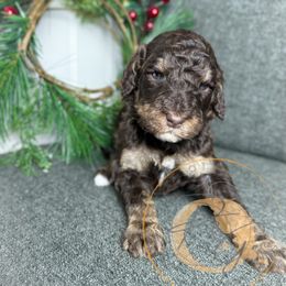 Snickers - Phantom male Poodle puppy in Murrieta, California from Apricot Poodles & Goldendoodles, LLC