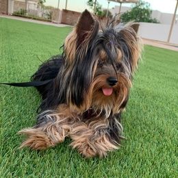 Yorkshire Terriers from Yorkies in AZ