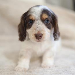 Boy 1 - Chocolate and tan male Dachshund puppy in Brookhaven, Mississippi from Southern Grace Doxies