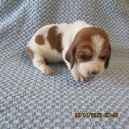 Girl 6 - female Basset Hound puppy in Francesville, Indiana from Sandyhill Basset Hounds