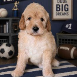 Hendrix - Apricot male Goldendoodle puppy in Yuciapa, California from AlltheDoodlez_