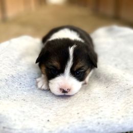 Pumpkin - Black and tan female American Corgi puppy in Bayard, Nebraska from Puppies by Alies
