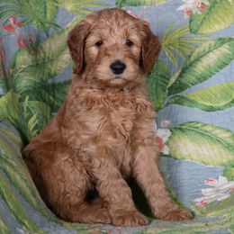 Goldendoodle Puppies from Carolina Doodle Puppies