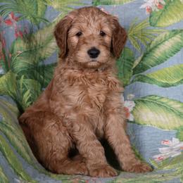 Goldendoodle Puppies from Carolina Doodle Puppies
