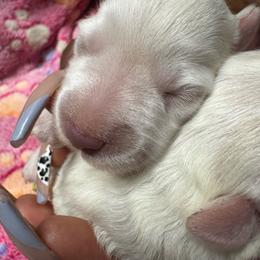 White Chocolate Male - White male Miniature Schnauzer puppy in Pearland, Texas from K & S Schnauzers