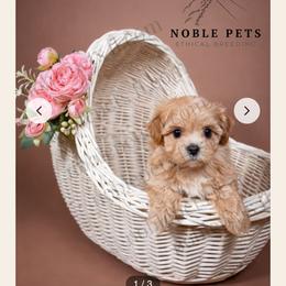 Maltipoo, Poodle, and Yorkshire Terrier Puppies from Noble Pets