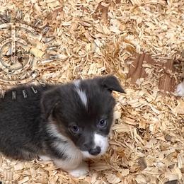 Cody - Gray and white male American Corgi puppy in Hico, Texas from Chisholm Trail Kennels