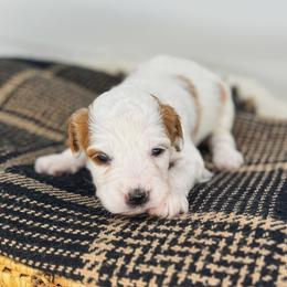Latte - Parti female Goldendoodle puppy in New Harmony, Indiana from Cottonwood Farms