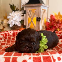 Merlot - Liver male Shih Tzu puppy in Glens Falls, New York from Shih Tzus N Giggles