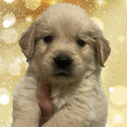 Black male - Golden male Golden Retriever puppy in Jesup, Georgia from Painted Platinum Retrievers (Painted Platinum Kennel) PPK