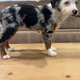Billy - Blue merle male Miniature American Shepherd puppy in Milton Freewater, Oregon from Sparkling Cross Toy & Mini Aussies