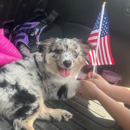Rainbow - Blue merle female Miniature Australian Shepherd puppy in Interlachen, Florida from Lucky Bones Miniature Australian Shepherds