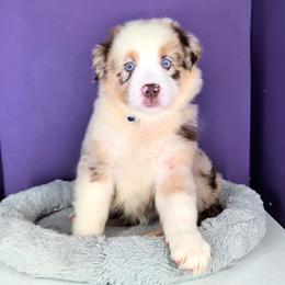 Raven3Girl4- RMF,LONGtail,AKC,OFAs,Genetics - Red merle female Australian Shepherd puppy in South Hill, Virginia from Silverside Aussies LLC