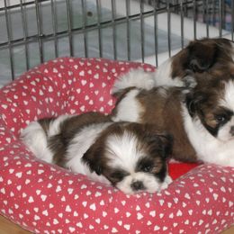 Shih Tzu Puppies from Sapphire Shih Tzu