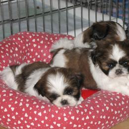 Shih Tzu Puppies from Sapphire Shih Tzu