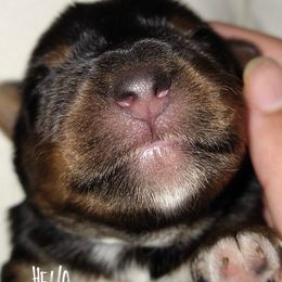 Yorkshire Terrier Puppies from Danielle Cole
