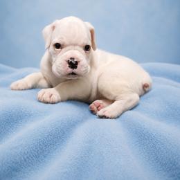 Sherk - White male Boxer puppy in Leland, North Carolina from Ocean Breeze Boxers