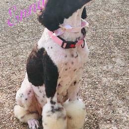 Poodle Puppies from Semmy’s standard Poodle