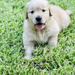 Golden Retriever Puppies from All shades Golden