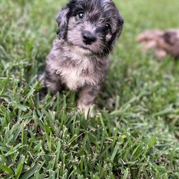 Cockapoo Puppies from Doodle Corner