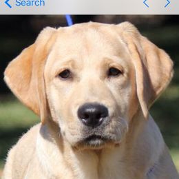 Pearl - Labrador Retriever