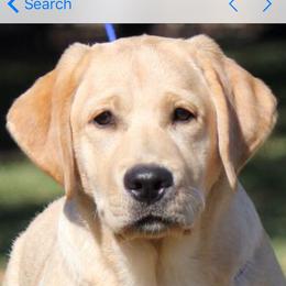 Pearl - Labrador Retriever