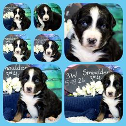 Smoulder - Black tri-color male Australian Shepherd puppy in Levelland, Texas from Once Upon a Time Aussies