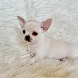 Tano - Cream male Chihuahua puppy in Allentown, Pennsylvania from Tsunami Cockers & Chihuahuas