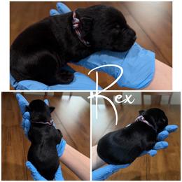 Rex - Black male Miniature Schnauzer puppy in Victorville, California from West Coast Crown  Miniature Schnauzer