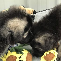 Shiloh Shepherd Puppies from Solace Shilohs