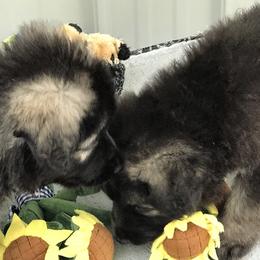 Shiloh Shepherd Puppies from Solace Shilohs