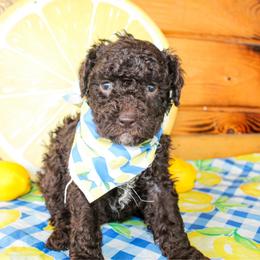 Beau - Brown male Poodle puppy in Hugo, Oklahoma from Ann R.