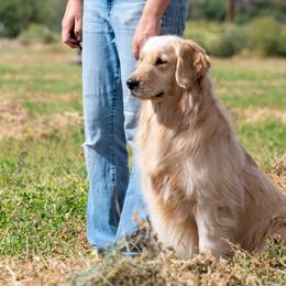 Golden Retrievers and Labrador Retrievers from Sinfully sweet kennel