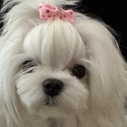 Maltese from Tina Harville