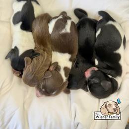 Dachshund puppies from The Wiener Family