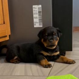 Red girl - Black and tan female Rottweiler puppy in Indianapolis, Indiana from Rottgang Rottweilers