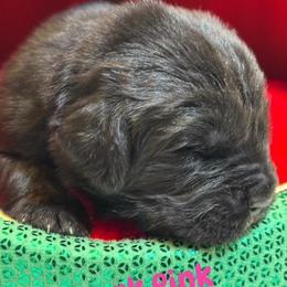 Girl 2 - AKC Registered Dark Pink - Black female Newfoundland puppy in Marshall, Missouri from Majestic Gentle Giants