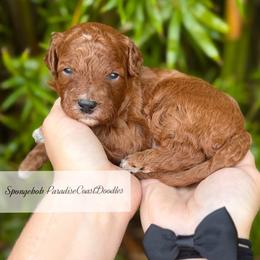 TOY Spongebob - Red  male Goldendoodle puppy in North Port, Florida from Paradise Coast Doodles