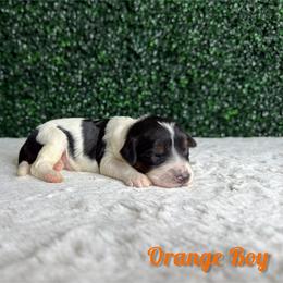Orange boy - Tri-color male Bernedoodle puppy in Modesto, California from Two Doods Doodles