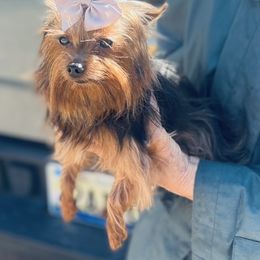 Hanky - Yorkshire Terrier