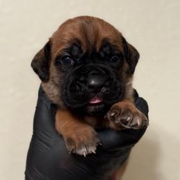 Sahara - Fawn female Cane Corso puppy in Houston, Texas from Mortaio Cane Corso