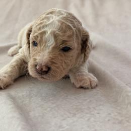 Cockapoo and Goldendoodle Puppies from Jax Doodles