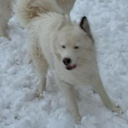 Mochi - Sable and white female Siberian Husky puppy in London, Ohio from Rose Trail Siberian’s