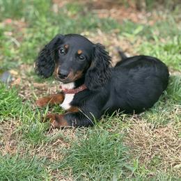 Stella - Dachshund