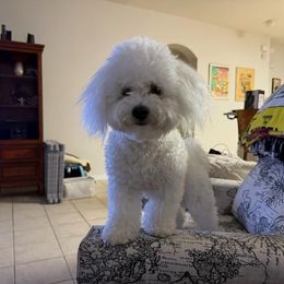 Happy - Bichon Frise